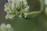 Groovestem Indian plantain